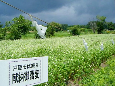 新そば献納祭用のそば畑